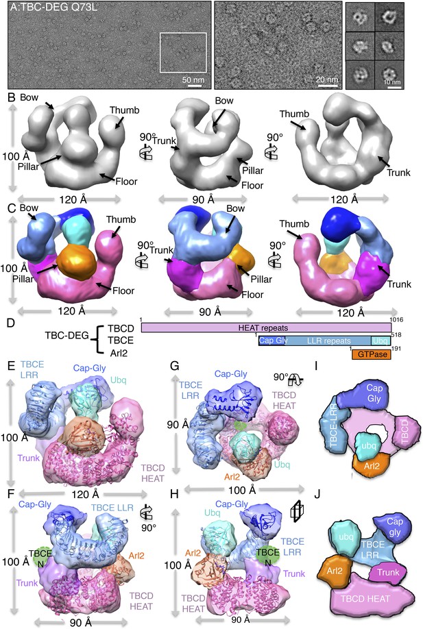 Figures and data in Tubulin cofactors and Arl2 are cage-like chaperones ...