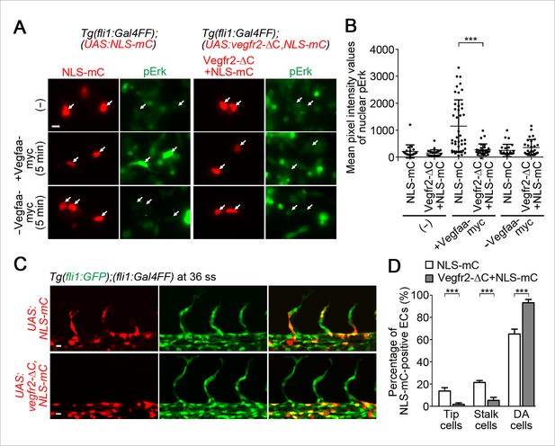 Endothelial Ca2+ oscillations reflect VEGFR signaling-regulated ...