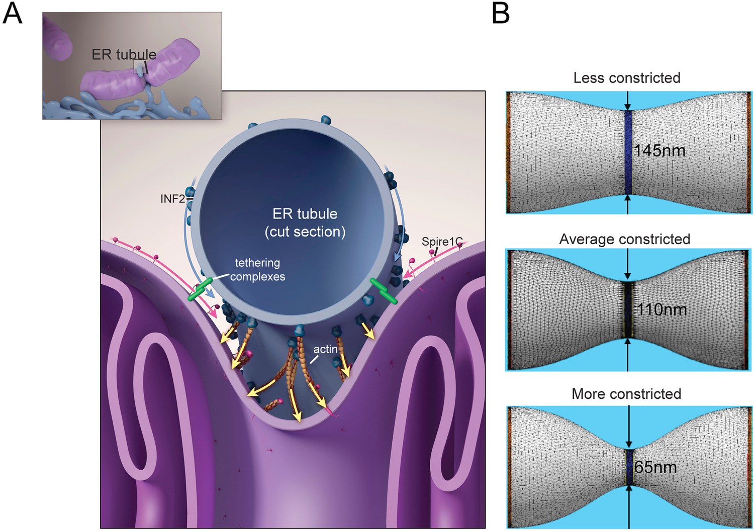 A Mitochondria-anchored Isoform Of The Actin-nucleating Spire Protein ...