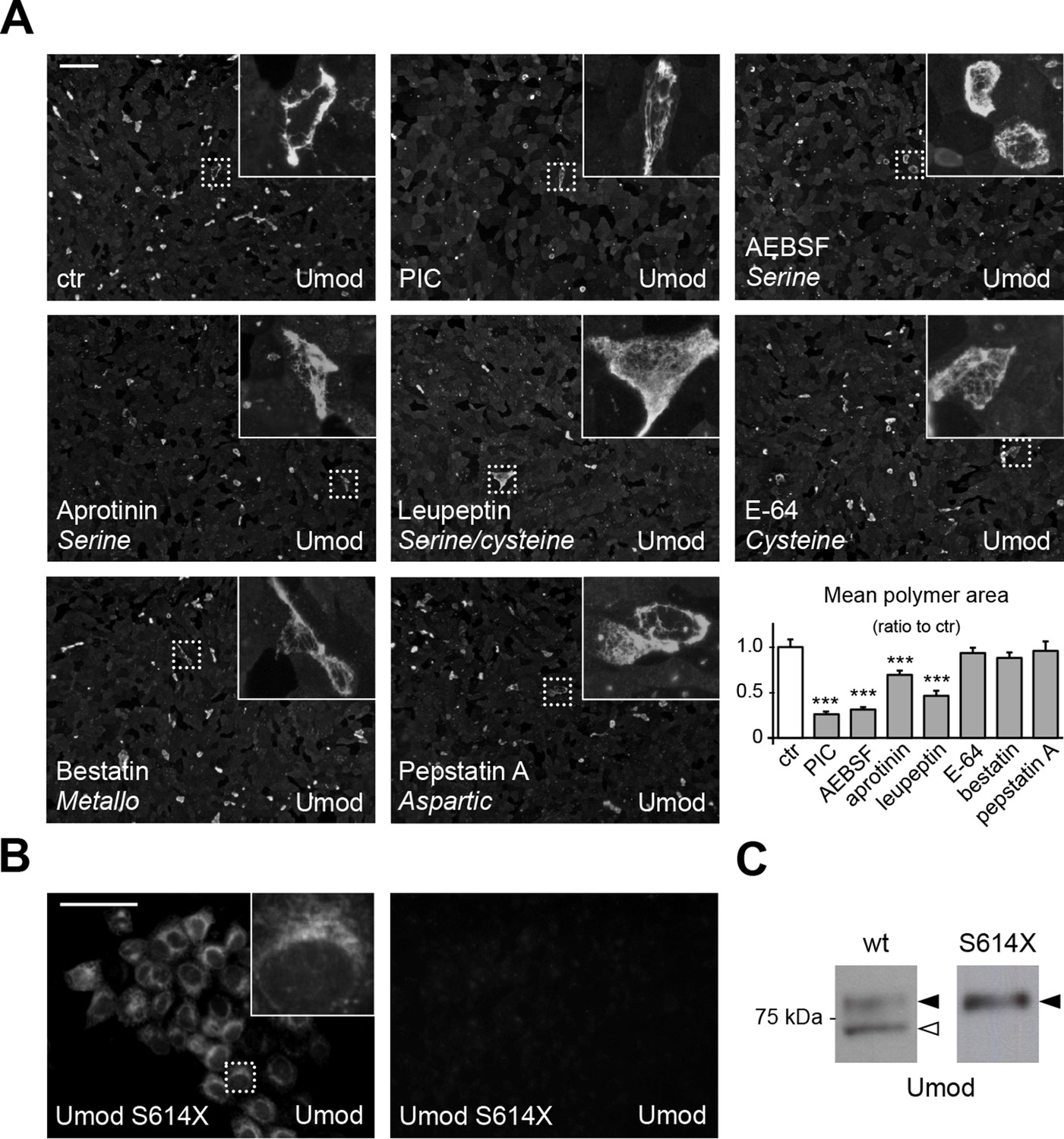 Figures and data in The serine protease hepsin mediates urinary ...