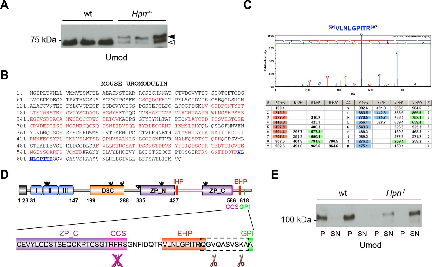 The serine protease hepsin mediates urinary secretion and ...