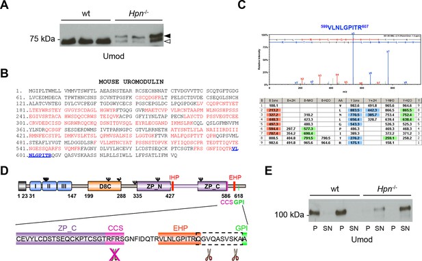 The Serine Protease Hepsin Mediates Urinary Secretion And 