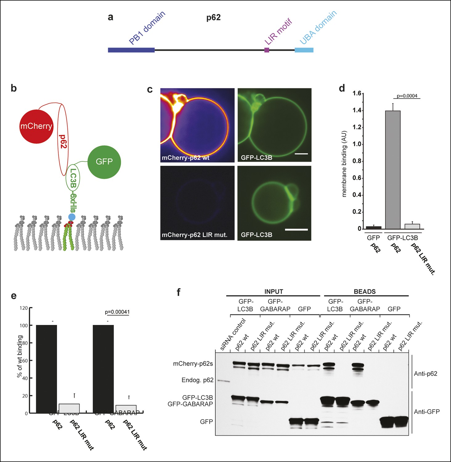 Oligomerization Of P62 Allows For Selection Of Ubiquitinated Cargo And ...