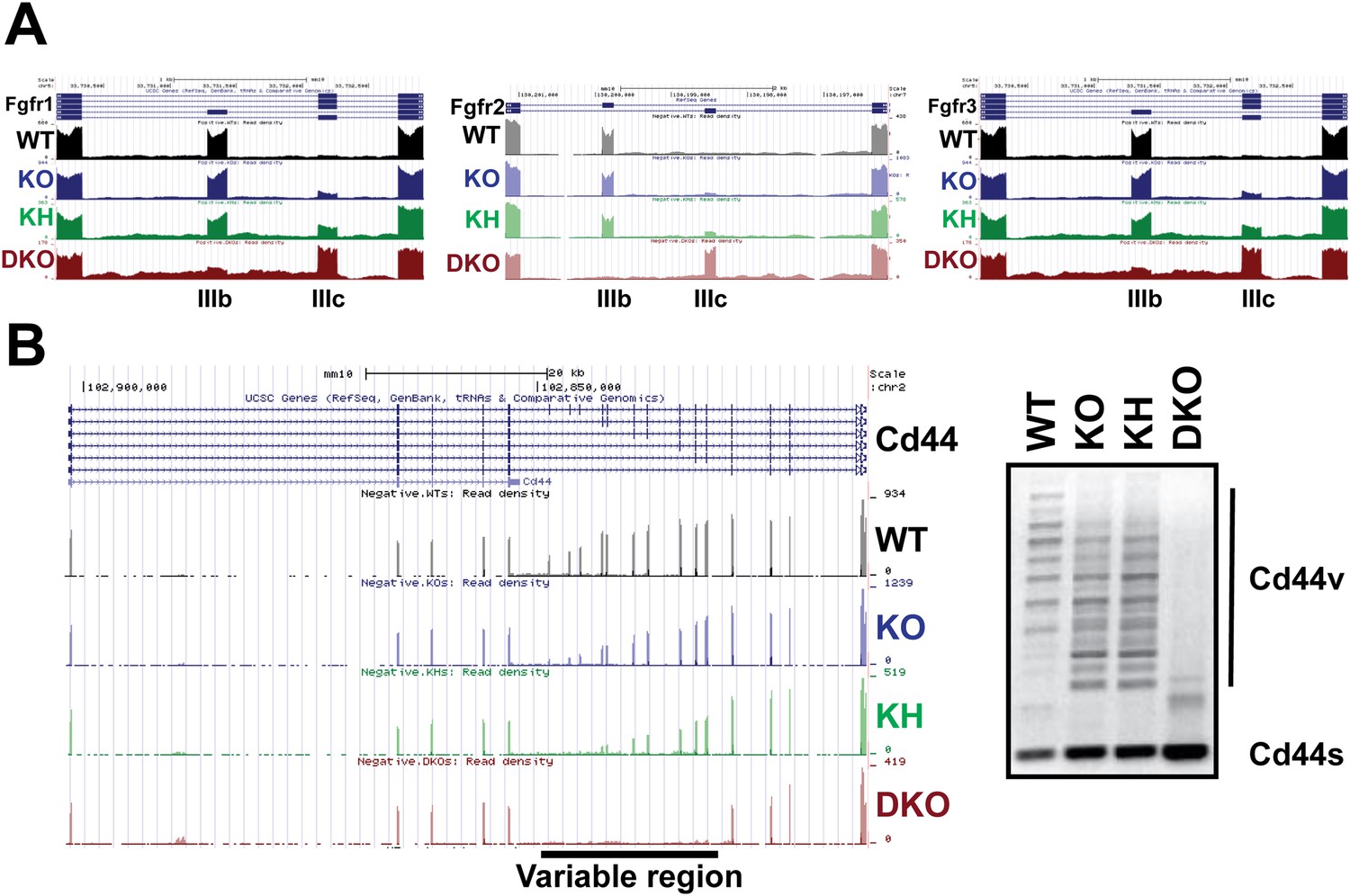 Figures and data in The splicing regulators Esrp1 and Esrp2 direct an ...