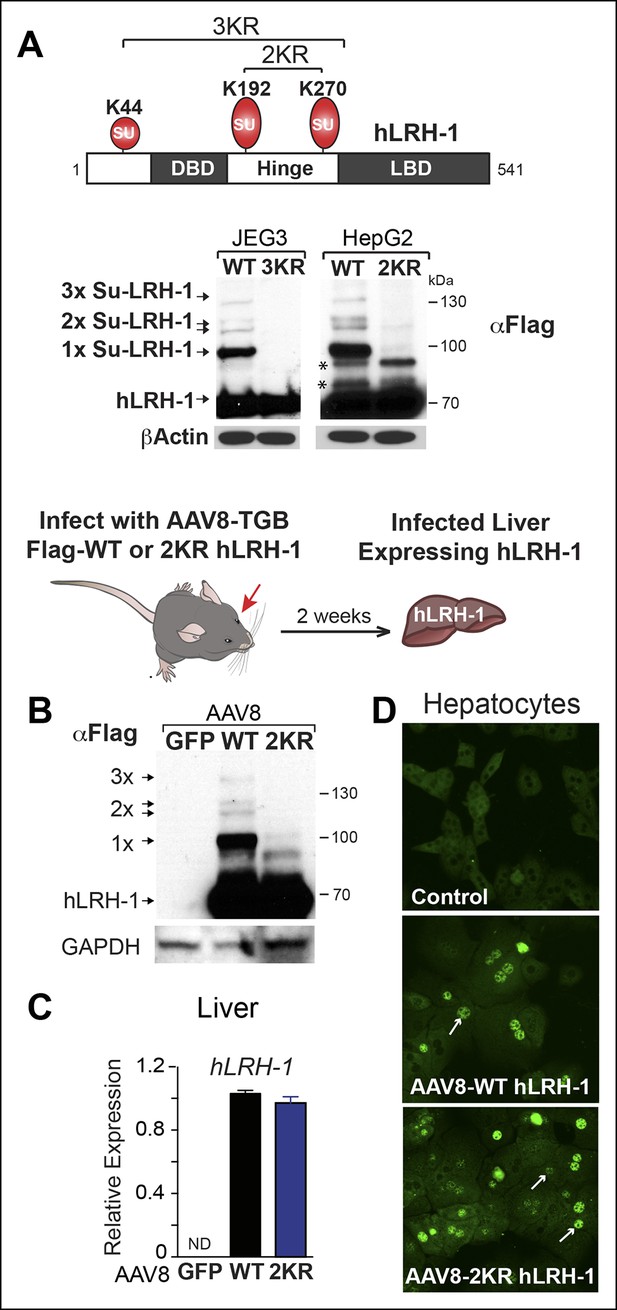 Figures And Data In A Gene Expression Screen Identifies A Non Toxic