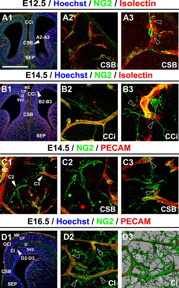 Figures And Data In Ng2 Glia Are Required For Vessel Network Formation