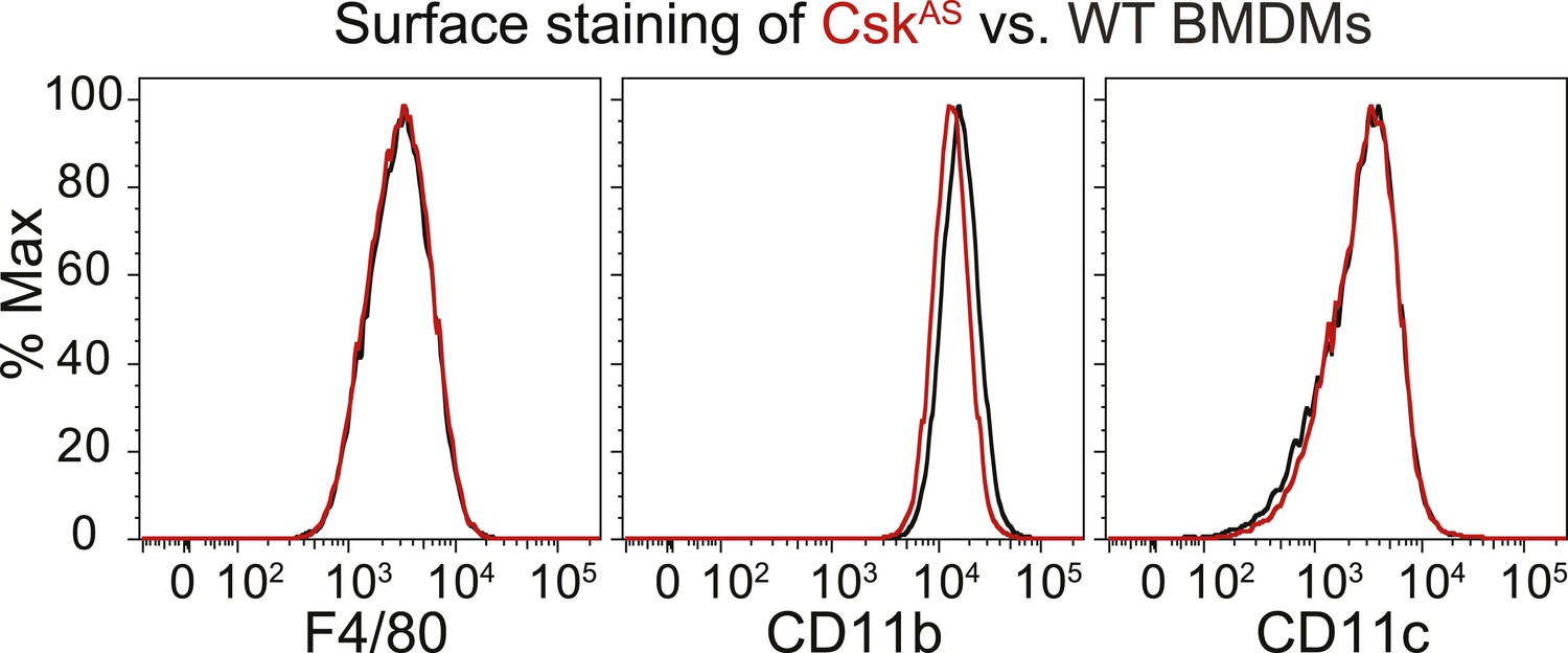 LynA regulates an inflammation-sensitive signaling checkpoint in ...