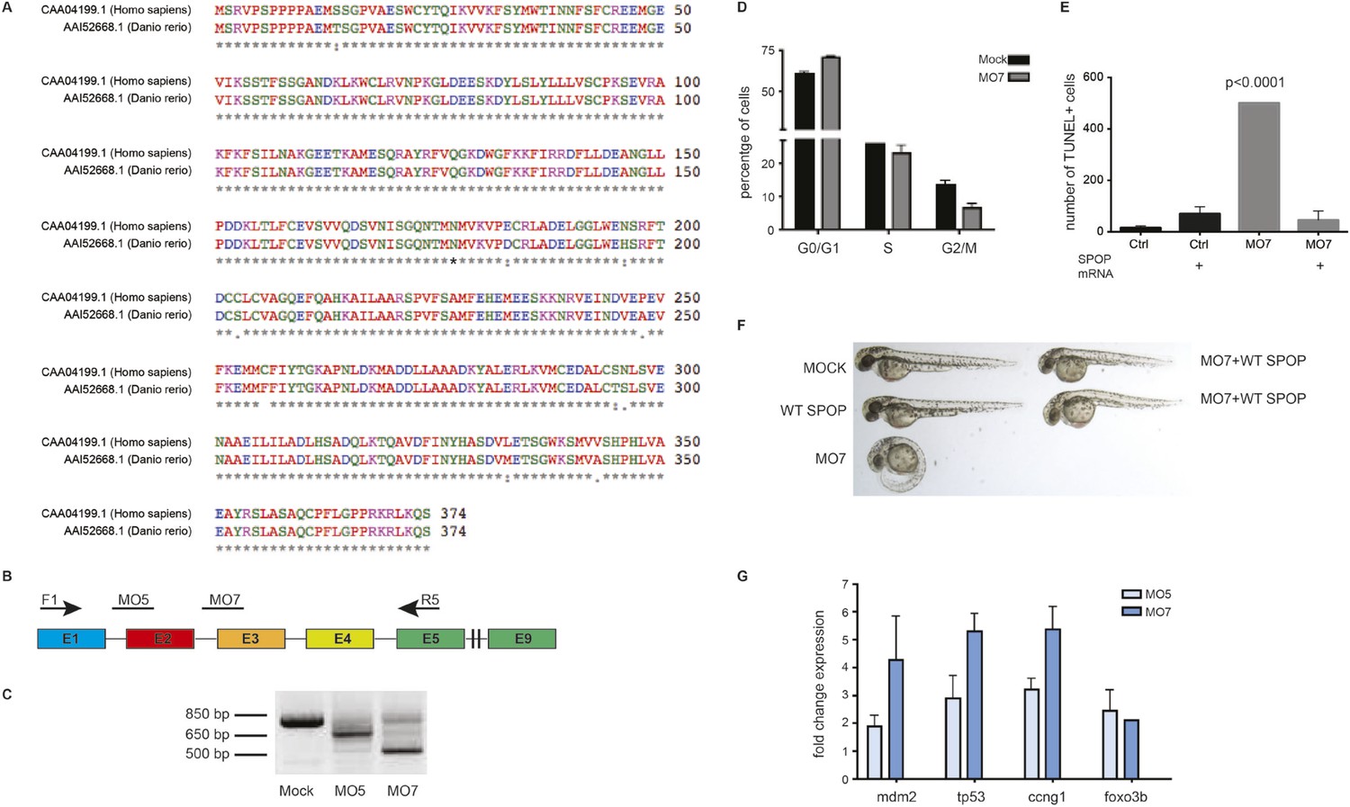 Figures and data in SPOP mutation leads to genomic instability in ...