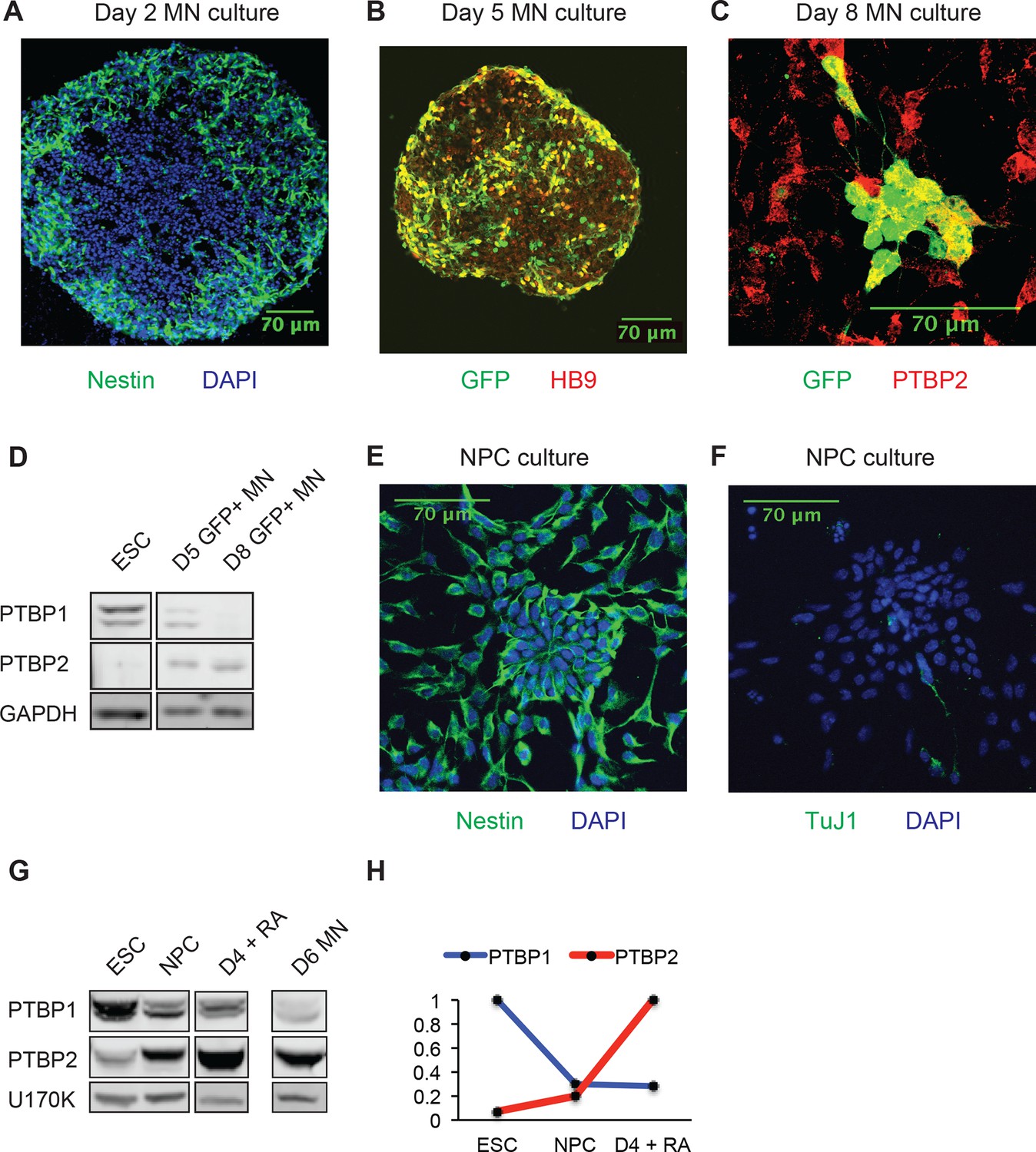 Figures And Data In The Splicing Regulator PTBP1 Controls The Activity ...