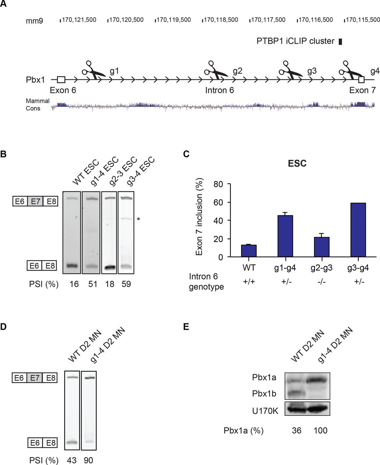 The Splicing Regulator PTBP1 Controls The Activity Of The Transcription ...