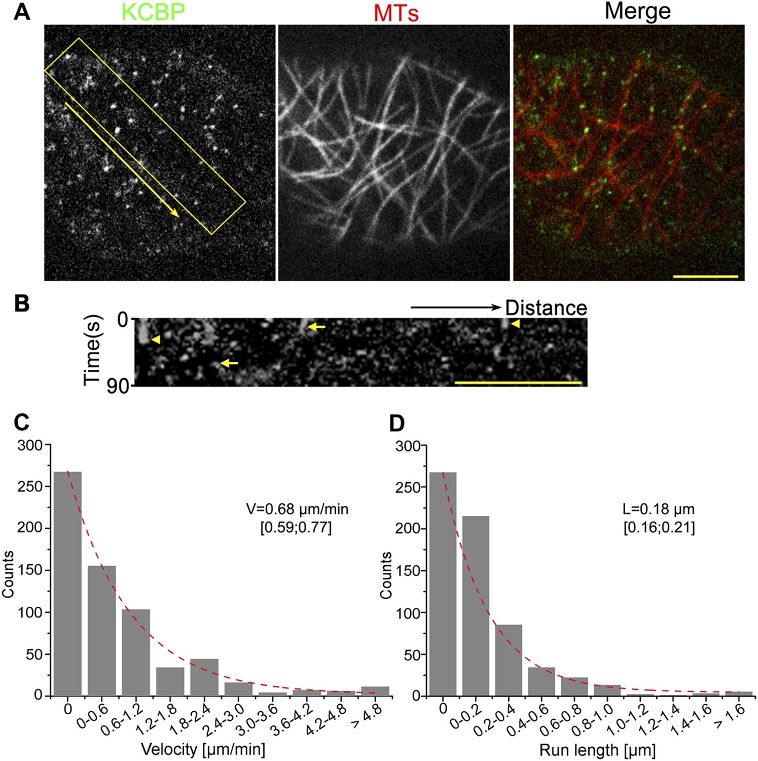 Orchestration Of Microtubules And The Actin Cytoskeleton In Trichome ...