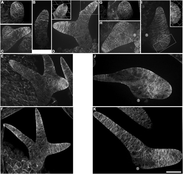 Figures And Data In Orchestration Of Microtubules And The Actin ...