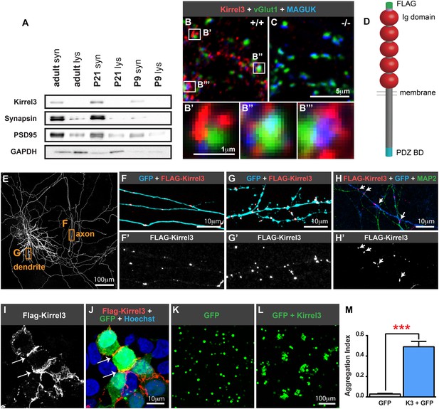 The intellectual disability gene Kirrel3 regulates target-specific ...