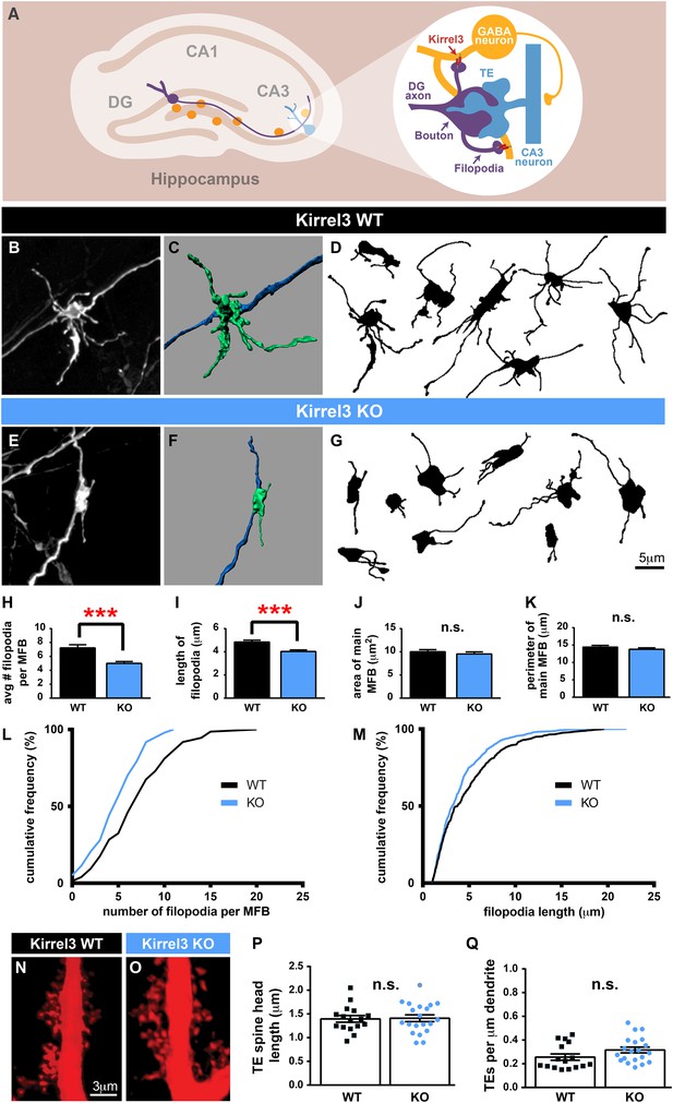 The intellectual disability gene Kirrel3 regulates target-specific ...