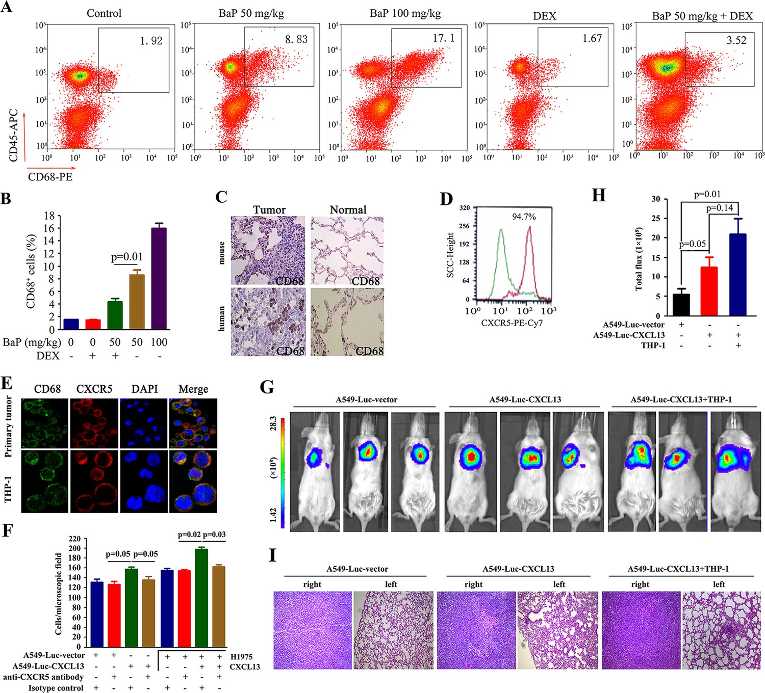 Figures and data in The chemokine CXCL13 in lung cancers associated ...