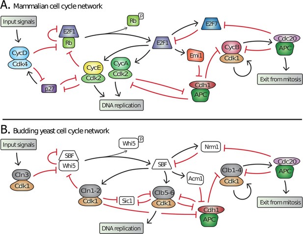 Punctuated evolution and transitional hybrid network in an ancestral ...