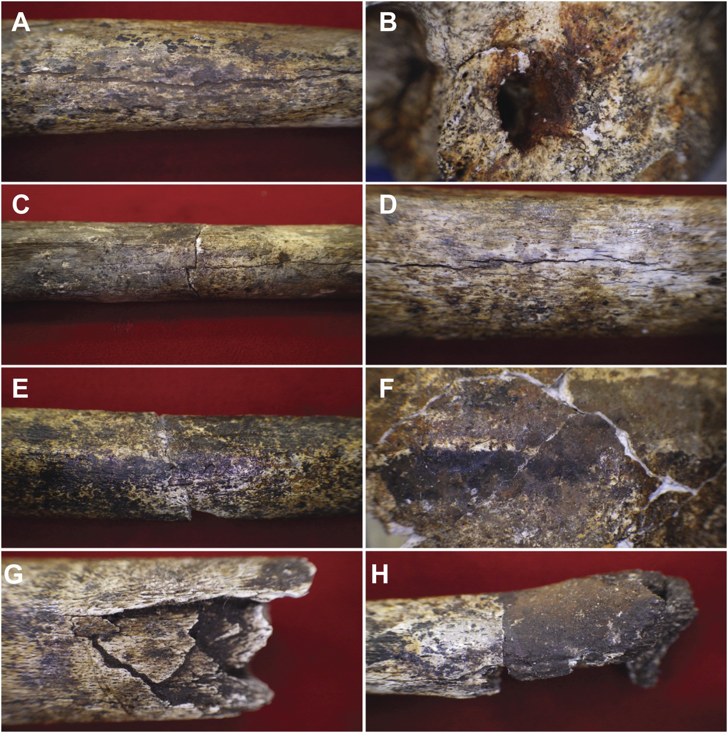 Geological And Taphonomic Context For The New Hominin Species Homo Naledi From The Dinaledi