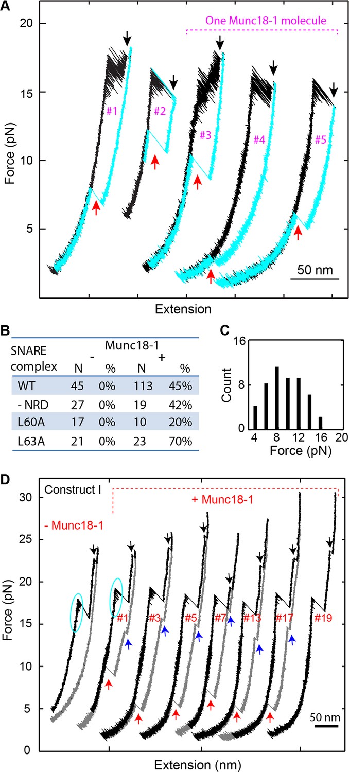 Munc18-1-regulated stage-wise SNARE assembly underlying synaptic 
