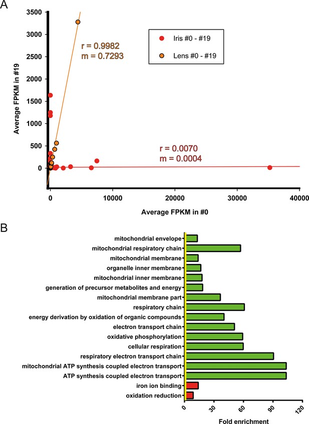 A robust transcriptional program in newts undergoing multiple events of ...