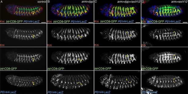 Multipotent Versus Differentiated Cell Fate Selection In The Developing