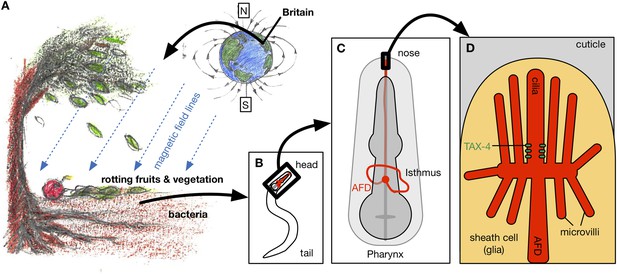 flat worms growth dependent on force of magnetic fields