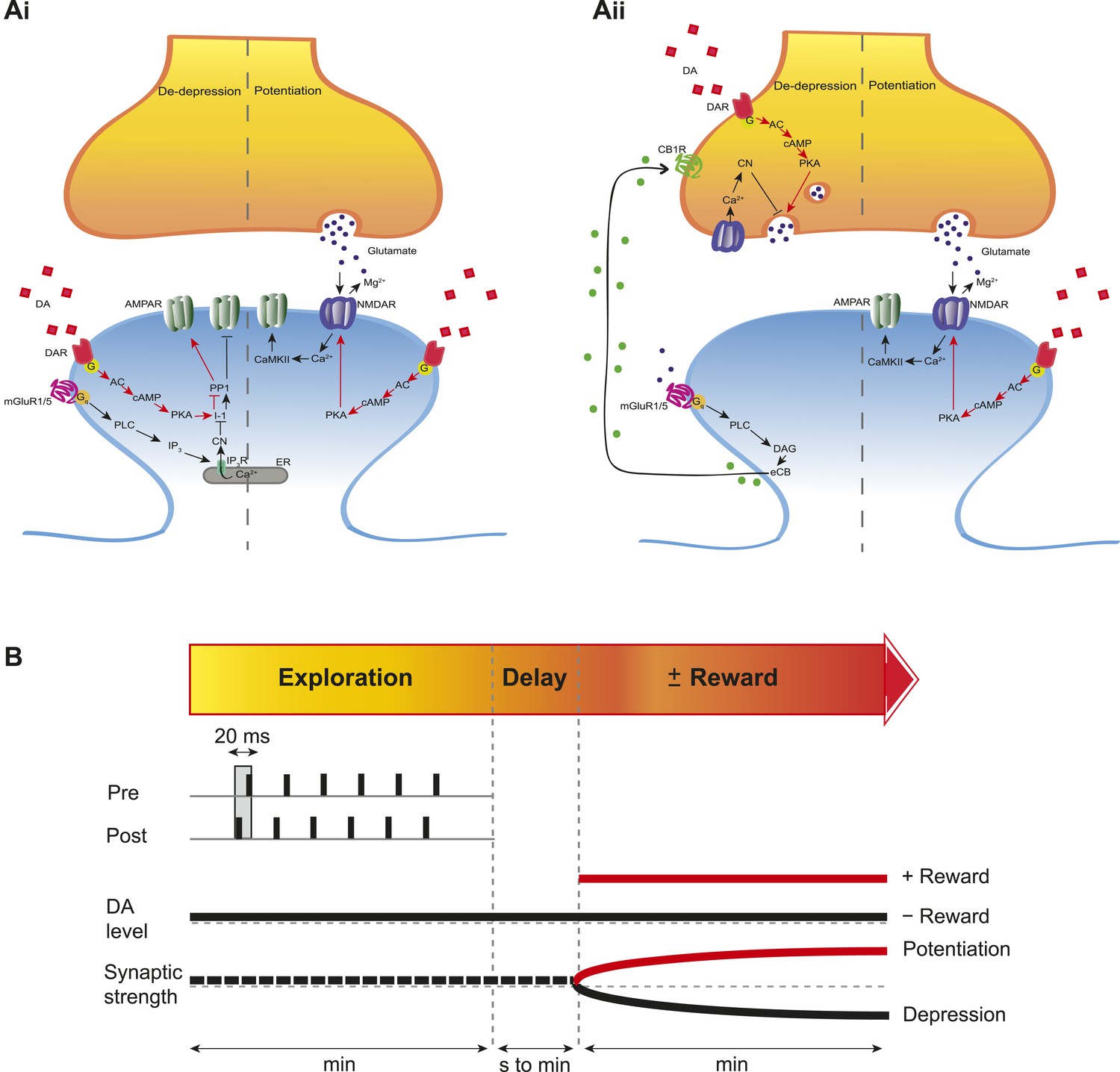 Figures and data in Retroactive modulation of spike timing-dependent ...