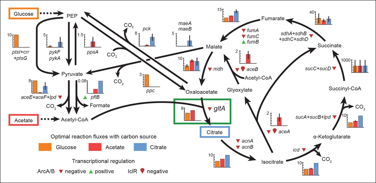 Fine-tuning citrate synthase flux potentiates and refines metabolic ...