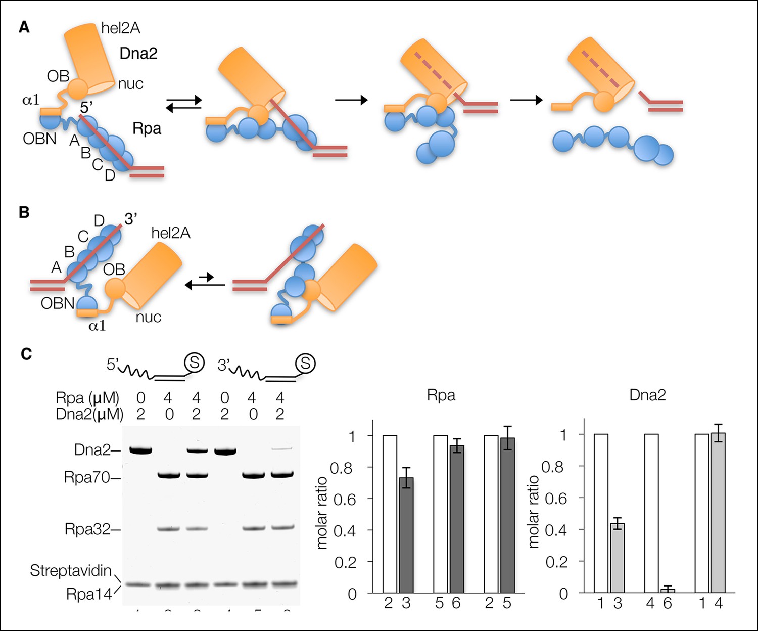 Figures and data in Dna2 nuclease-helicase structure, mechanism and ...