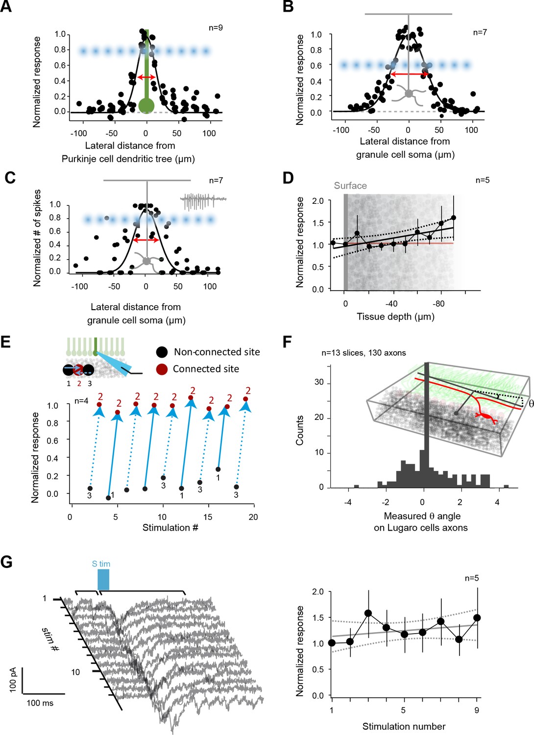 Figures and data in Stereotyped spatial patterns of functional synaptic ...