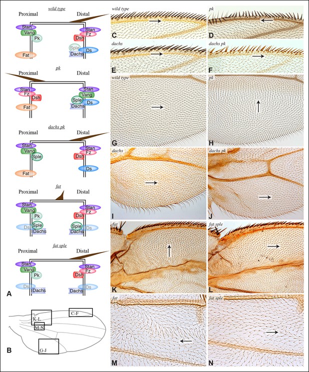 Figures And Data In Coordination Of Planar Cell Polarity Pathways