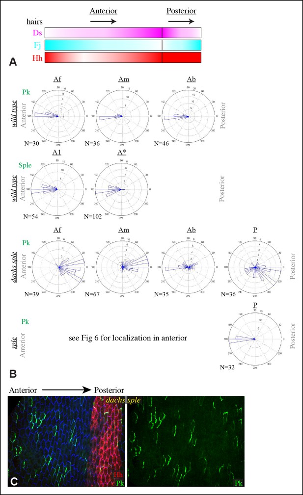 Figures And Data In Coordination Of Planar Cell Polarity Pathways