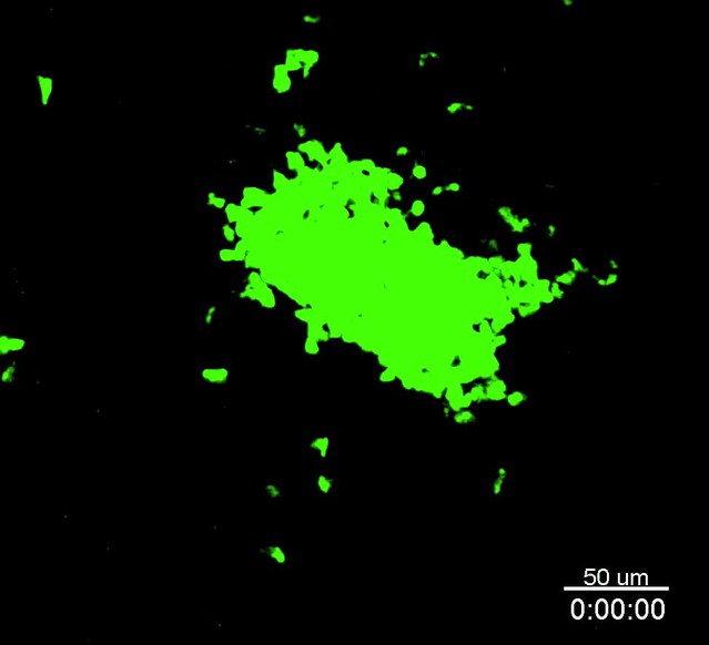 Figures and data in ILC3 GM-CSF production and mobilisation orchestrate ...