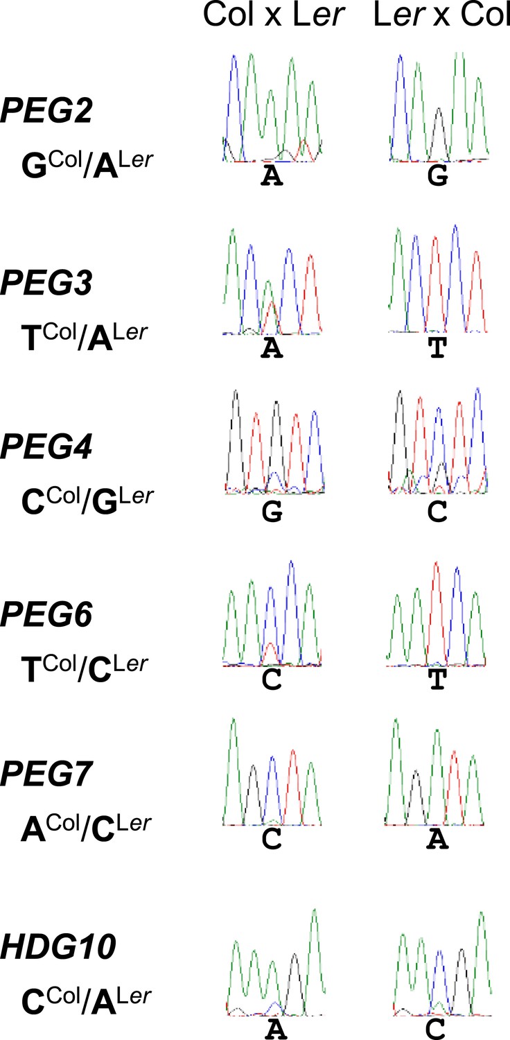 Paternally expressed imprinted genes establish postzygotic