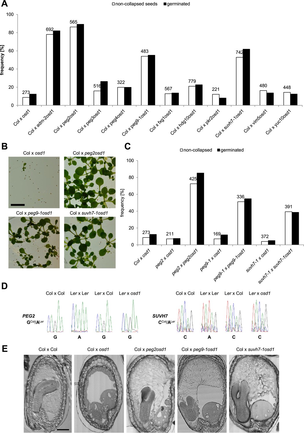 Paternally expressed imprinted genes establish postzygotic