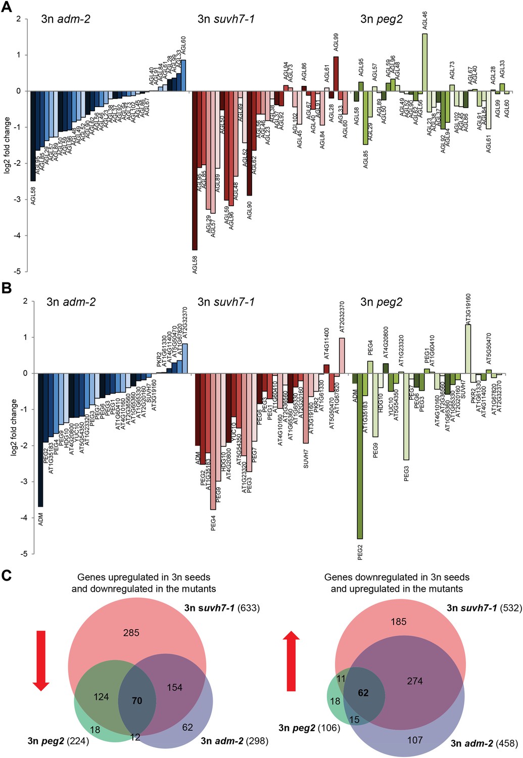 Paternally expressed imprinted genes establish postzygotic