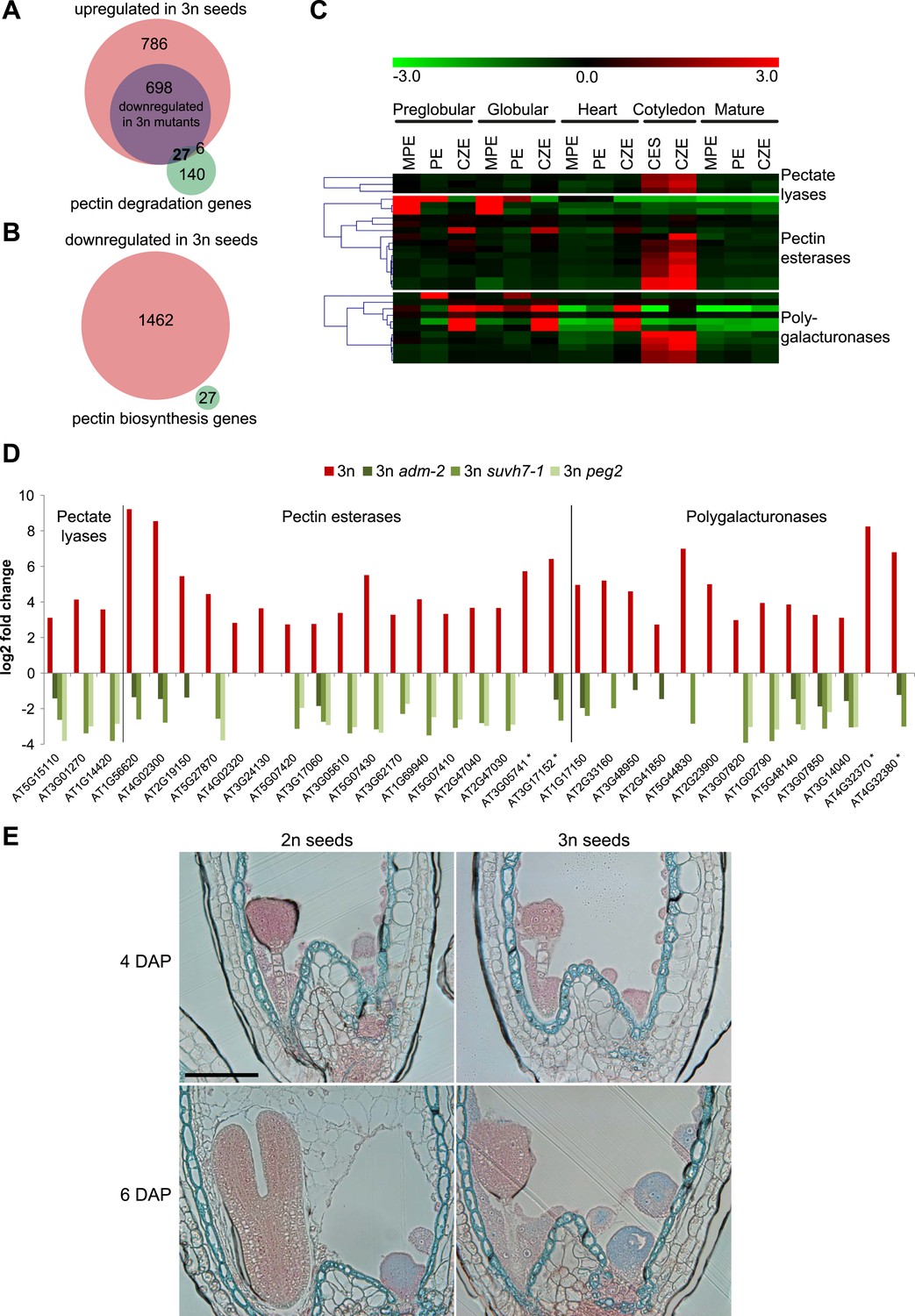 Paternally expressed imprinted genes establish postzygotic