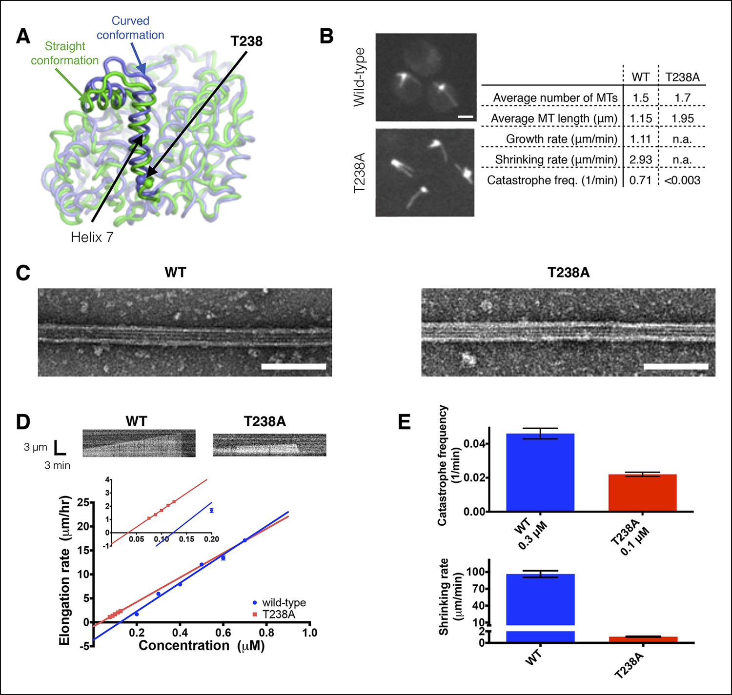 Figures And Data In A Mutation Uncouples The Tubulin Conformational And ...