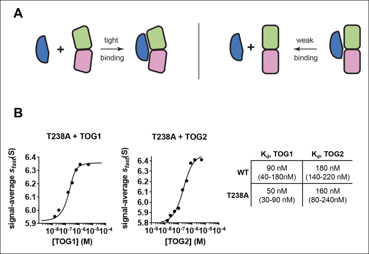 A Mutation Uncouples The Tubulin Conformational And GTPase Cycles ...