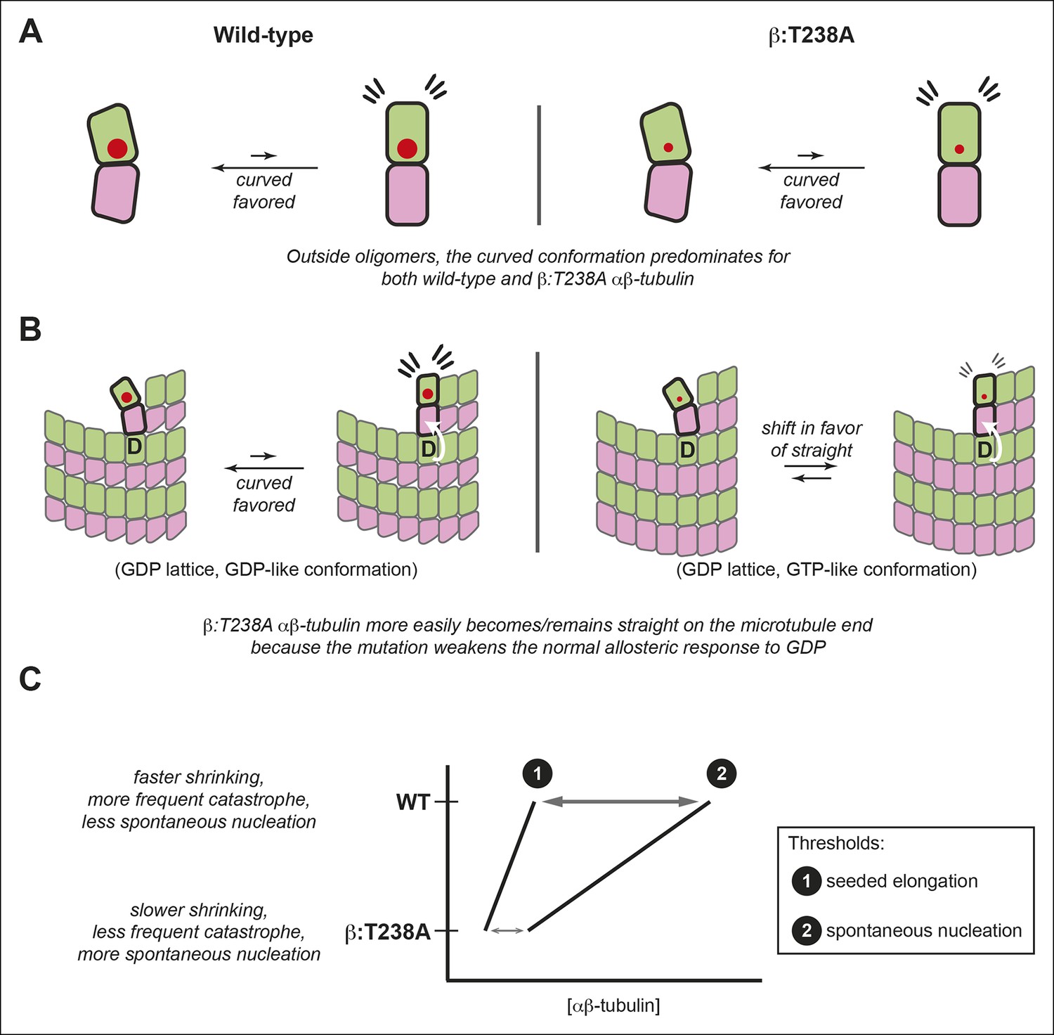 Figures and data in A mutation uncouples the tubulin conformational and ...