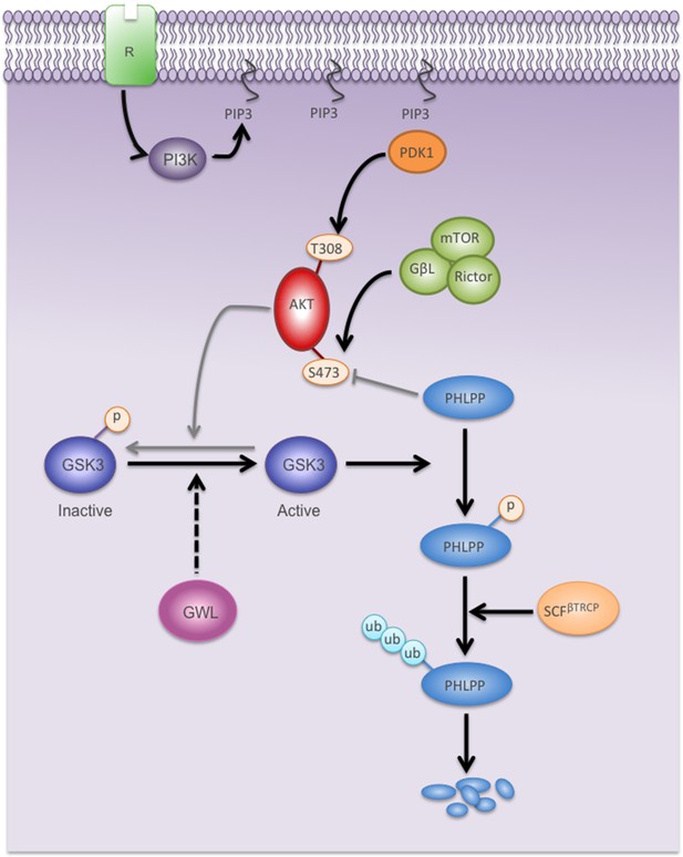 Greatwall promotes cell transformation by hyperactivating AKT in human ...