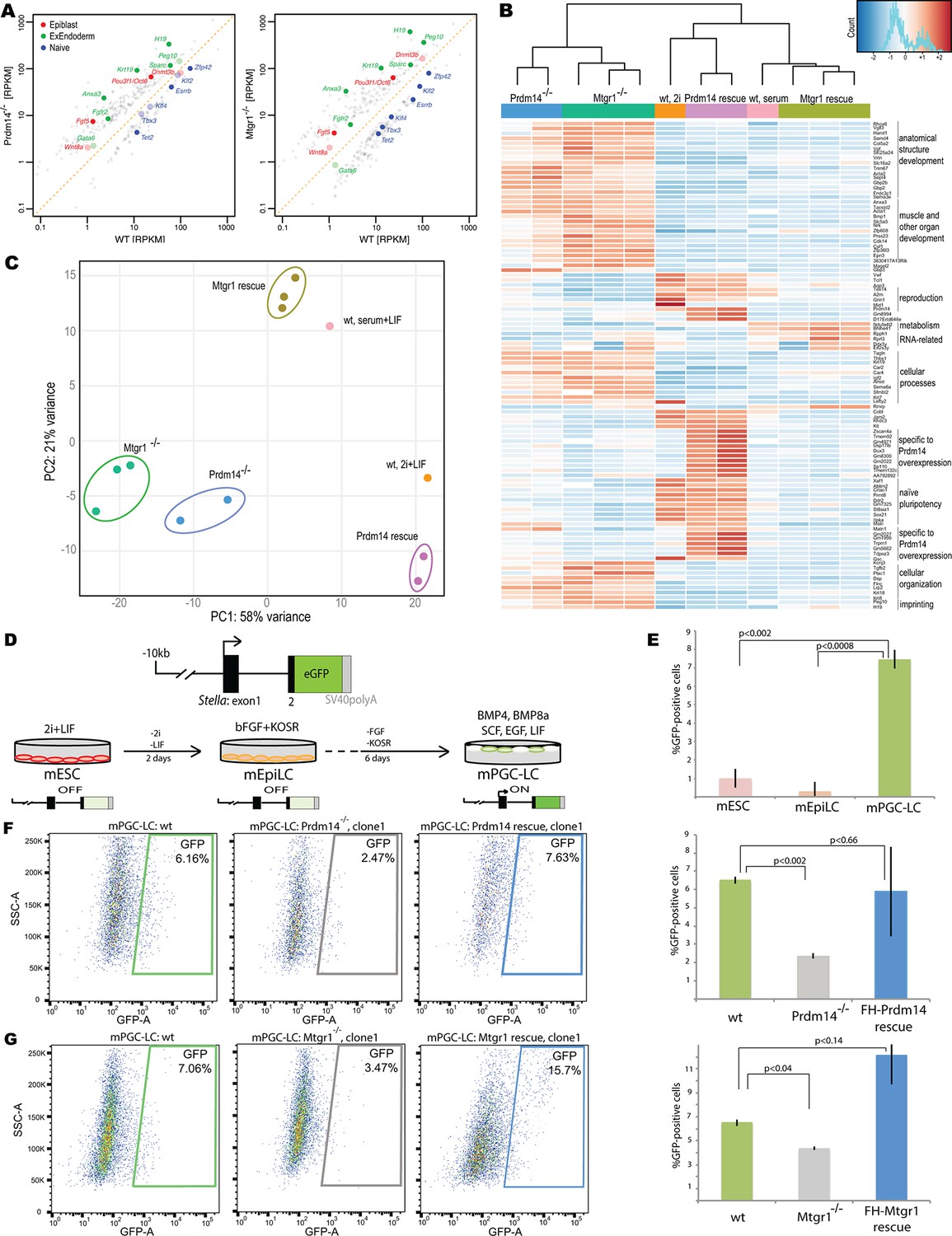 Figures and data in ETO family protein Mtgr1 mediates Prdm14 functions ...