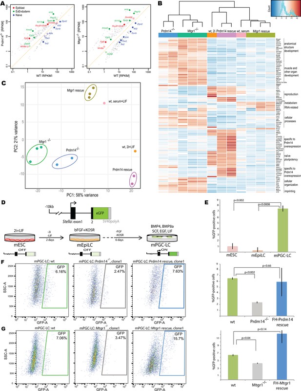 ETO family protein Mtgr1 mediates Prdm14 functions in stem cell ...