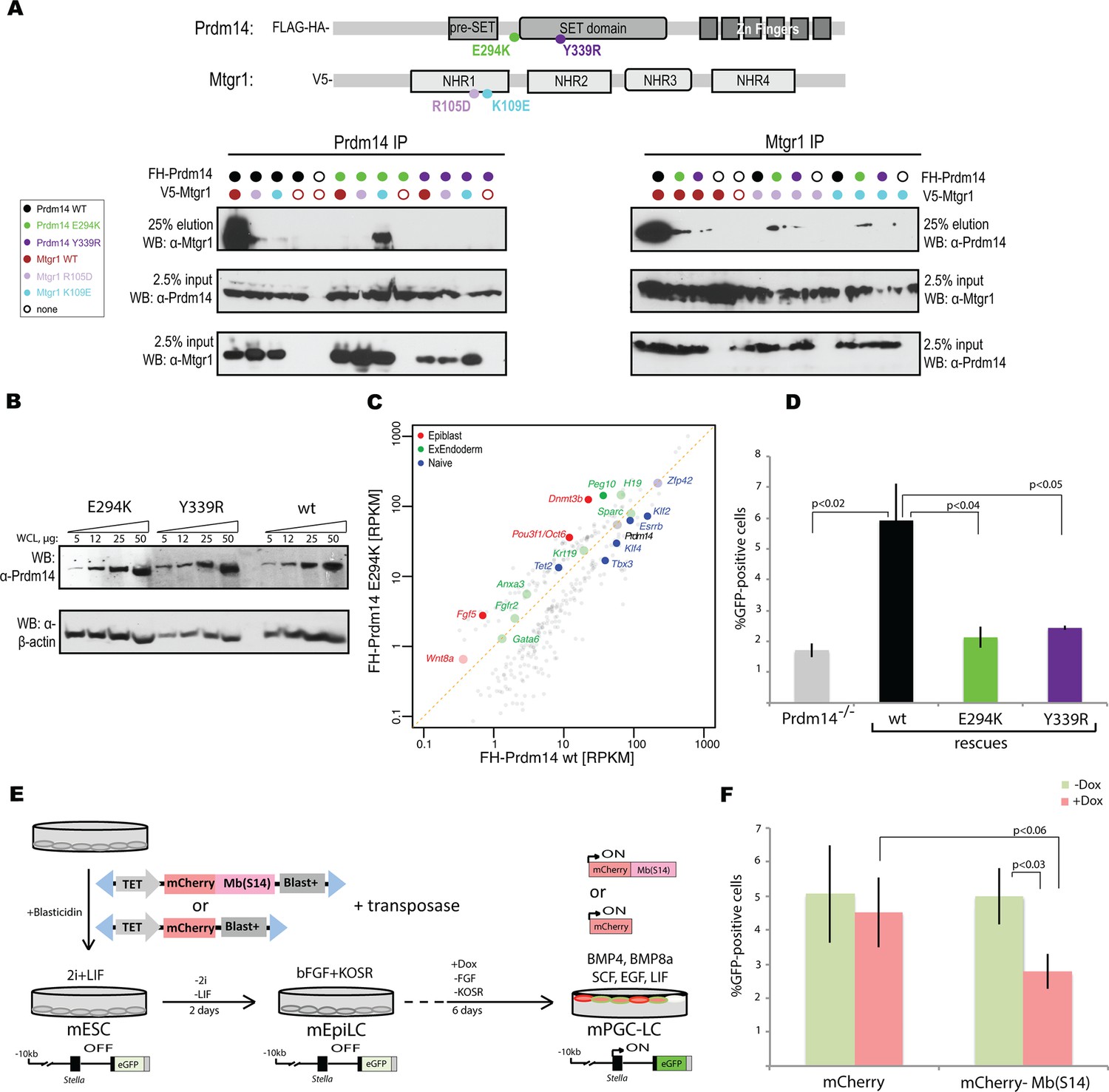 ETO family protein Mtgr1 mediates Prdm14 functions in stem cell ...