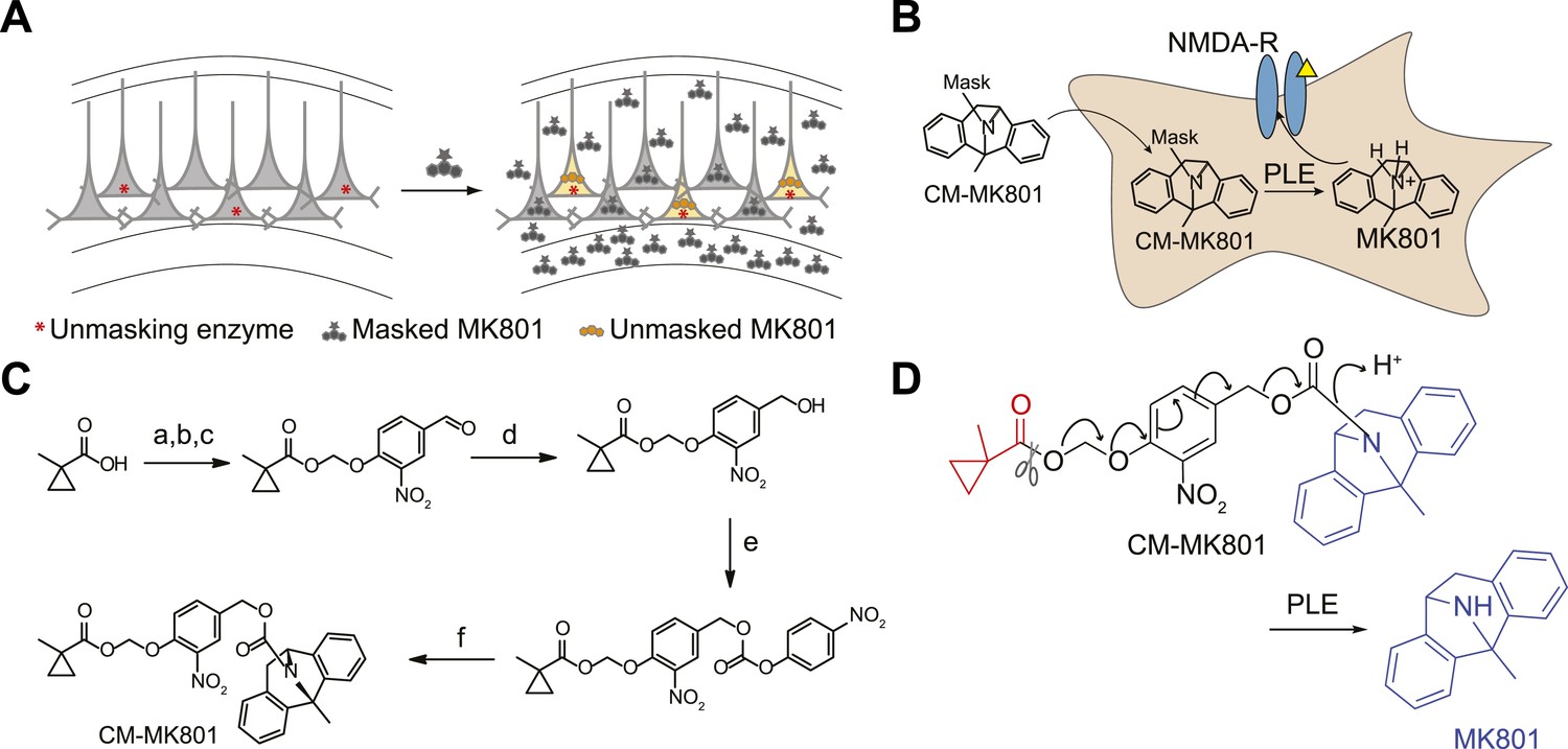 Figures And Data In Cell Type Specific Pharmacology Of NMDA Receptors