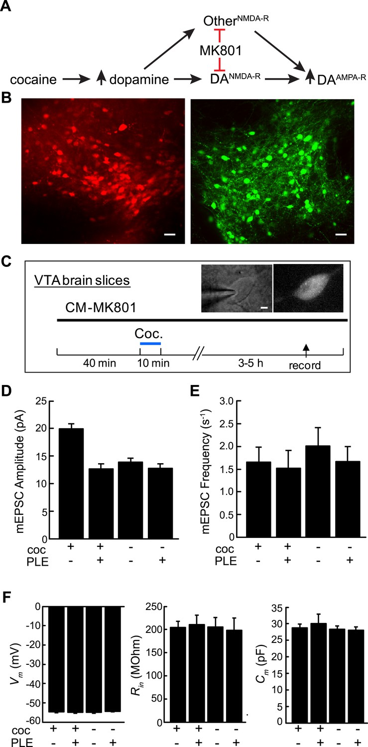 Cell type-specific pharmacology of NMDA receptors using masked 