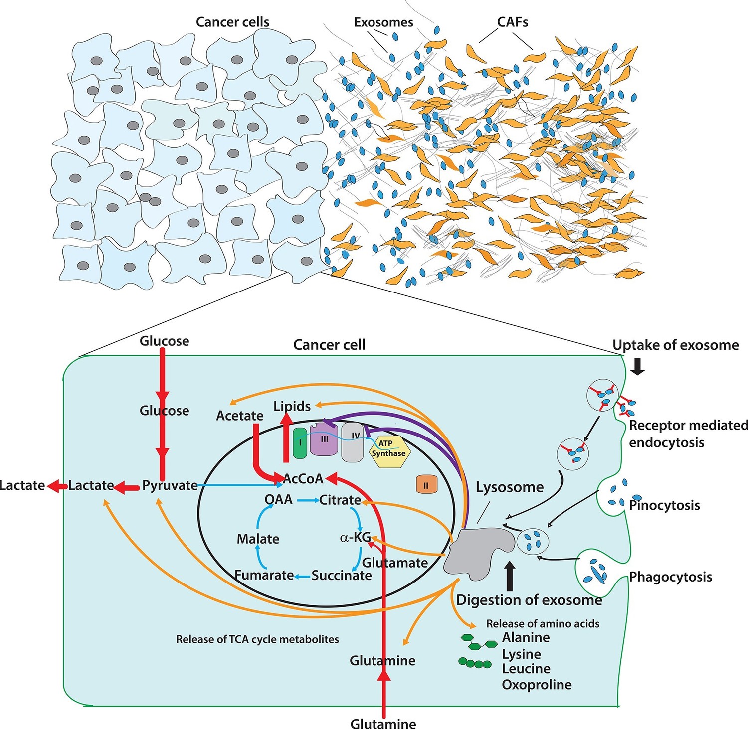 Figures And Data In Tumor Microenvironment Derived Exosomes