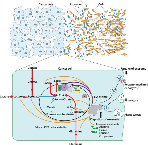 Figures and data in Tumor microenvironment derived exosomes ...