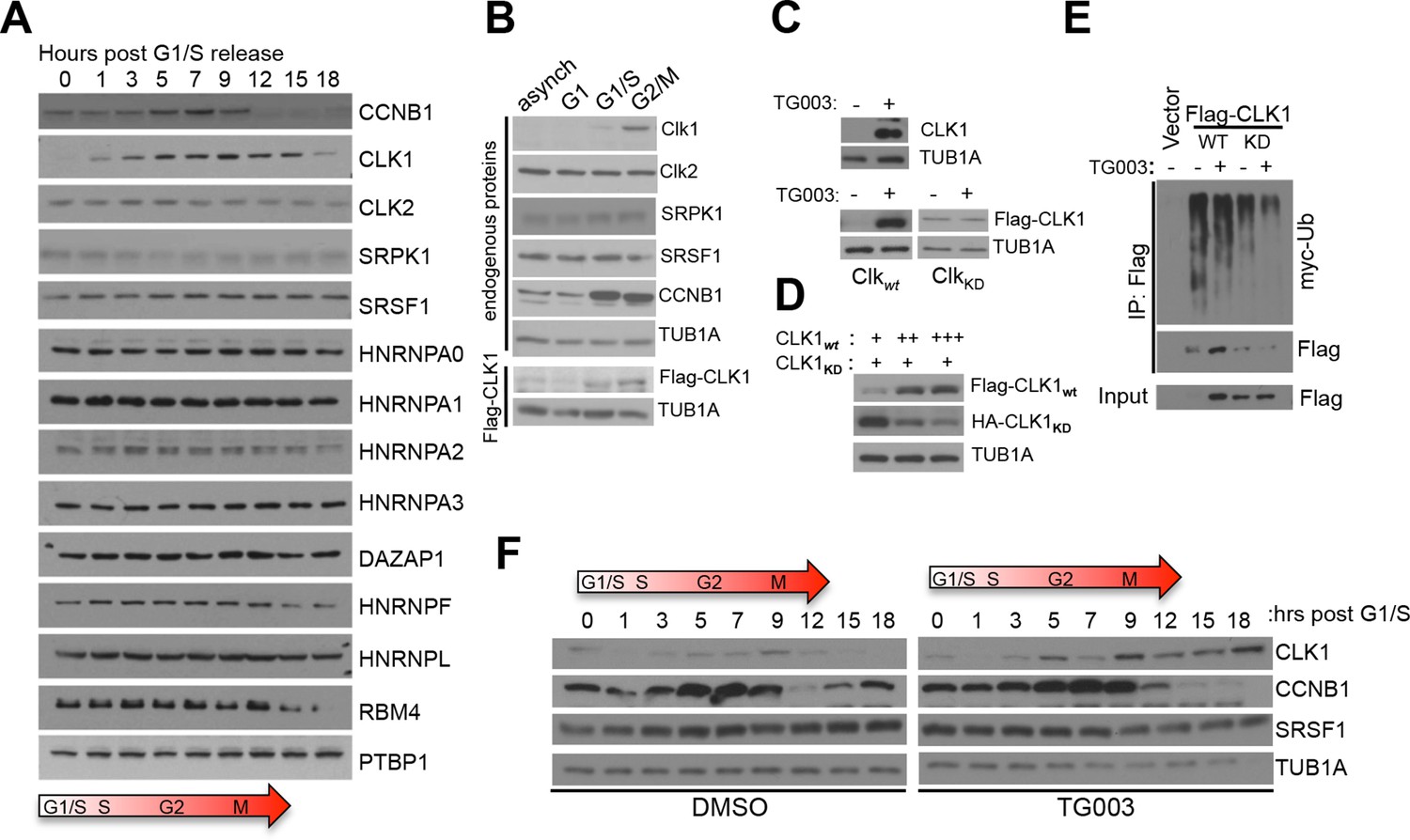 An extensive program of periodic alternative splicing linked