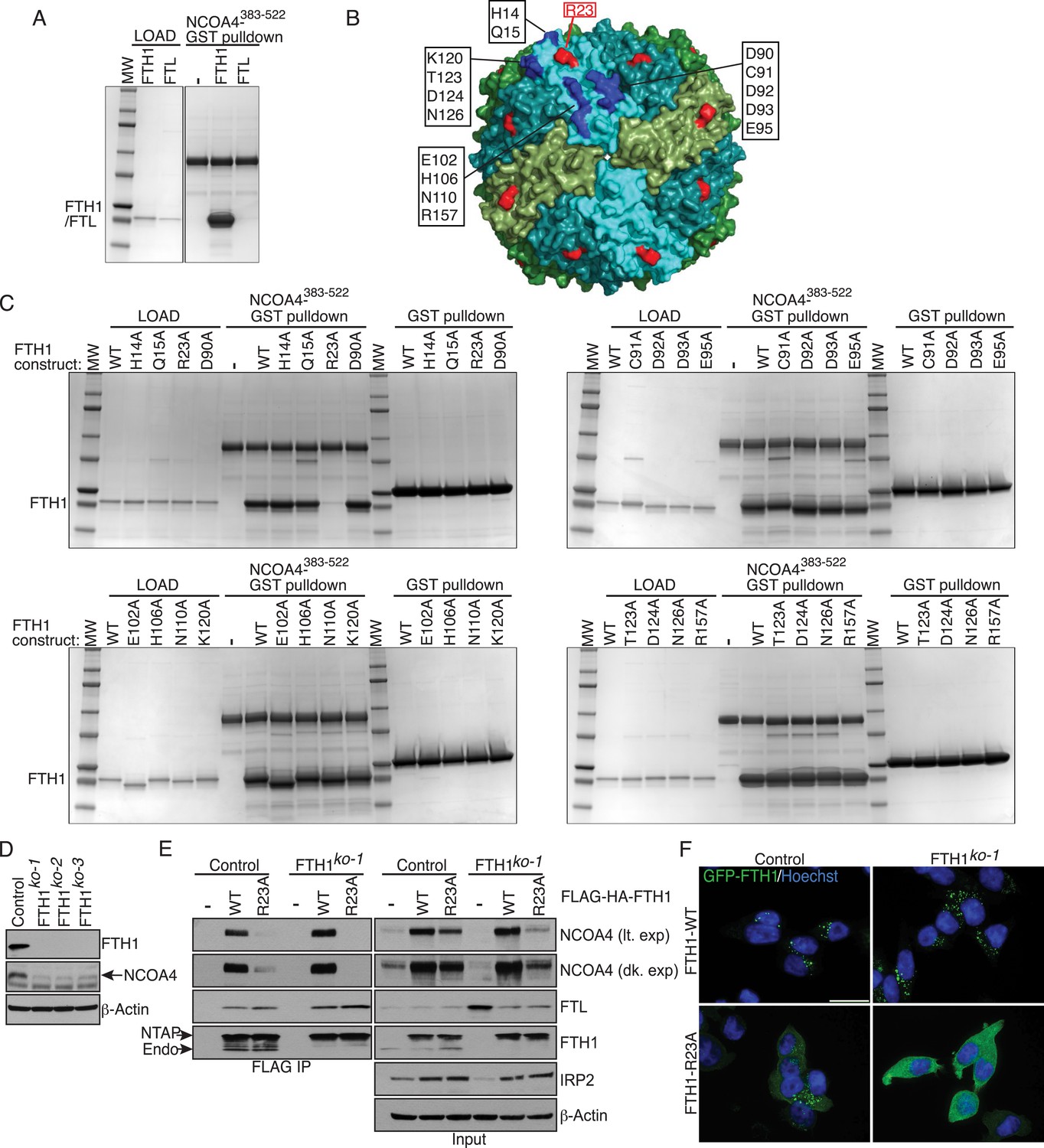 Figures And Data In Ferritinophagy Via NCOA4 Is Required For ...