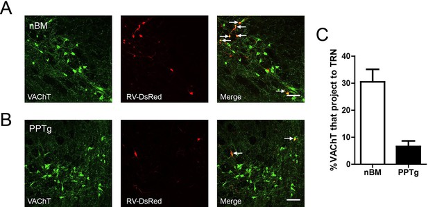 Figures and data in Selectively driving cholinergic fibers optically in ...